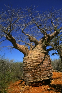 Baobab - národní park Tsimanampetsotsa